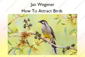 How To Attract Birds – Jan Wegener